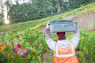 2025 Harvest Season at Sterling