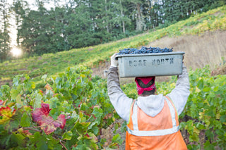 2026 Harvest Season at Sterling Vineyards