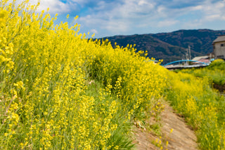 Calistoga Mustard Season: The Best Places to Catch the Bloom