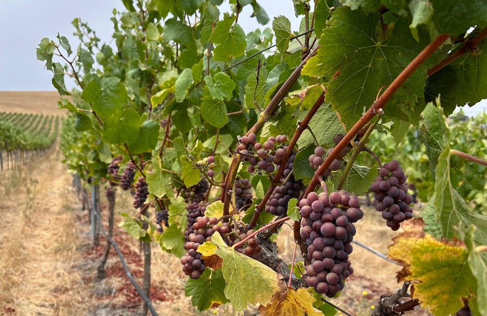 pinot gris