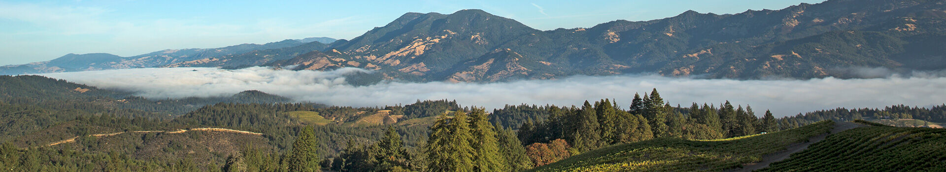 View of Calistoga from Sterling Vineyards