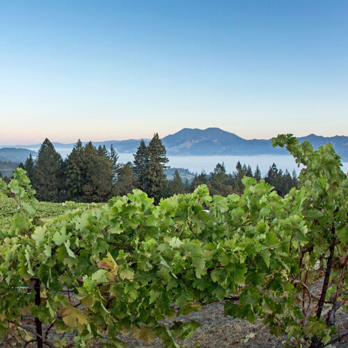 Sterling Vineyard Landscape View