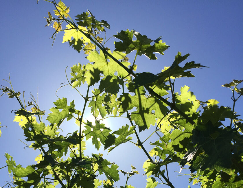 Calistoga Vineyard Canopy