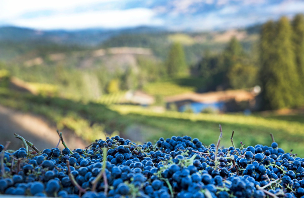 Sterling Vineyards Harvest