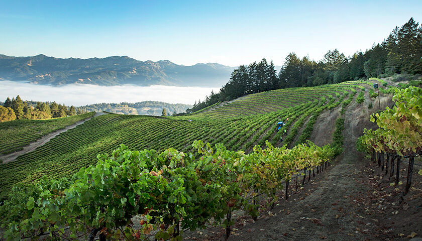 Sterling Vineyard Landscape