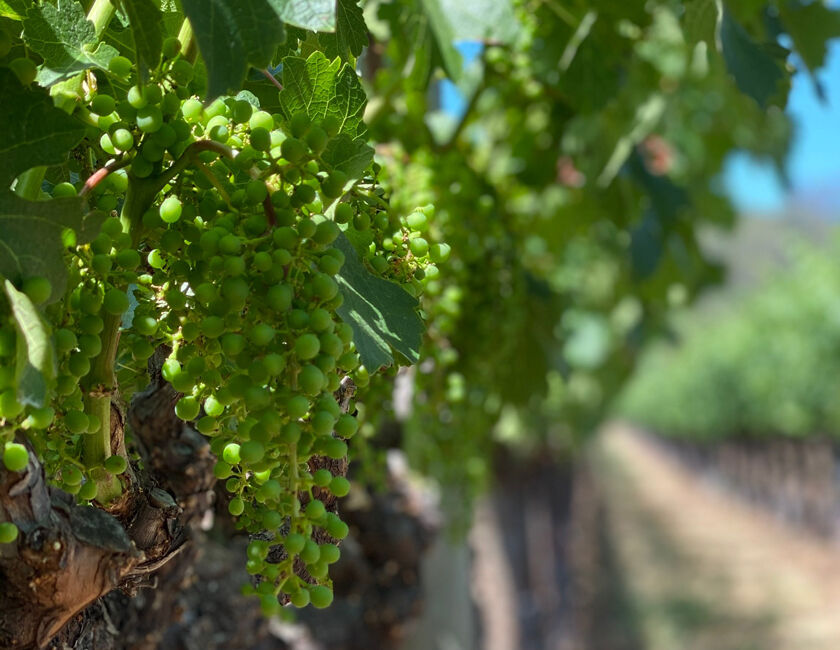 Grape Cluster on Sleeping Lady Vineyard in Yountville