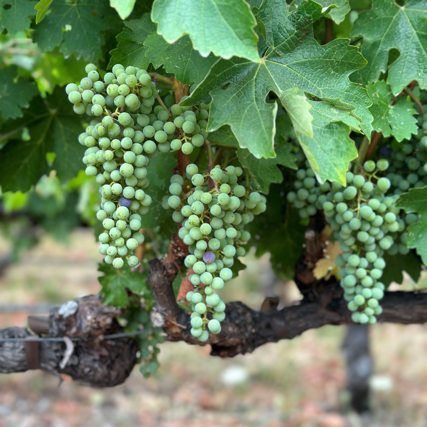 Veraison