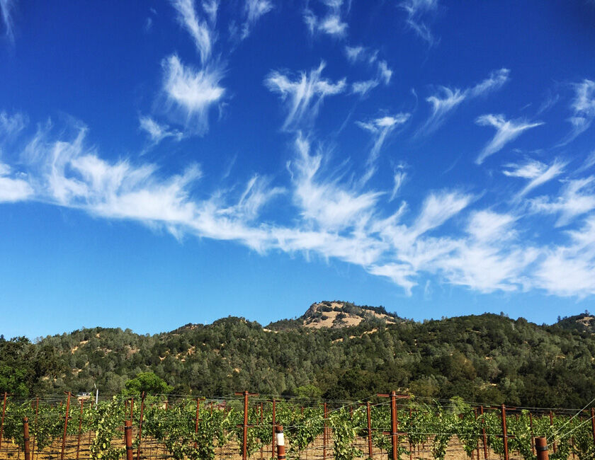 Tamagni Vineyard in Calistoga, Napa