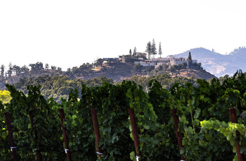 vineyard view