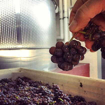Holding Harvested Grape Cluster in Sterling Winery