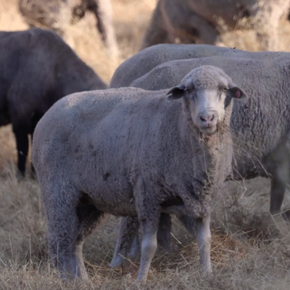 Sterling sheep