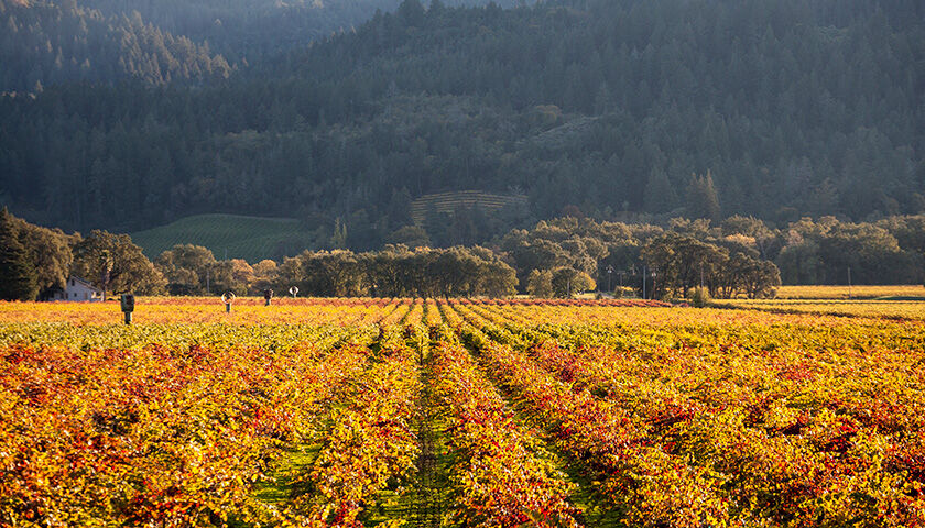 sterling's vineyard in calistoga on the valley floor