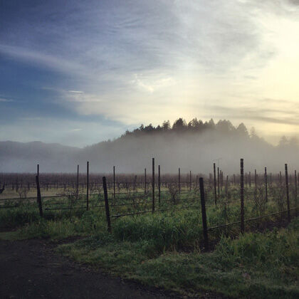 Dormant Sterling Vineyard