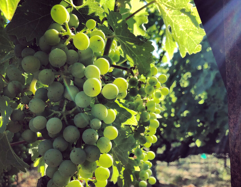 Petersen Ranch Grape Cluster in Diamond Mountain