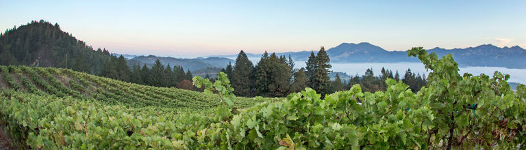 Sterling Vineyard