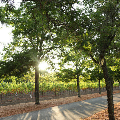 Photograph of Vineyard at Sterling