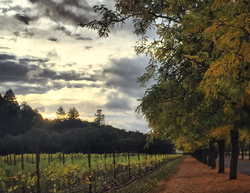 Larsen Vineyards in Calistoga