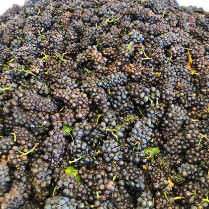 Bin of Grape Clusters During Harvest at Sterling Vineyards