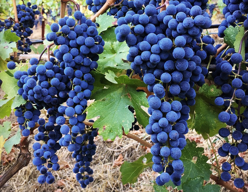 Yates Family Vineyard Grape Clusters in Mt. Veeder