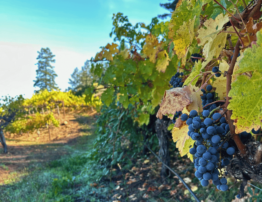 Petersen Ranch Grape Cluster 