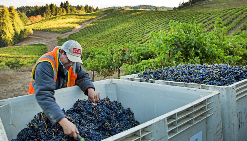 Bin of Sterling Grapes in Vineyard During Harvest