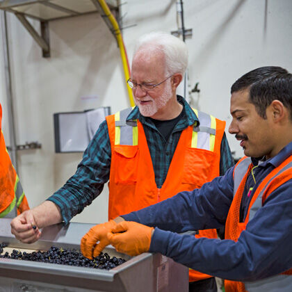 Inspecting Grapes in Cellar During Sterling Harvest