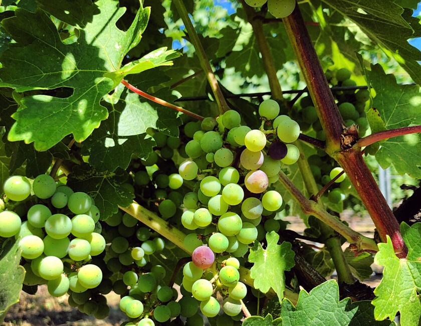 Bear Flats Estate Vineyard Grape Cluster Going Through Veraison