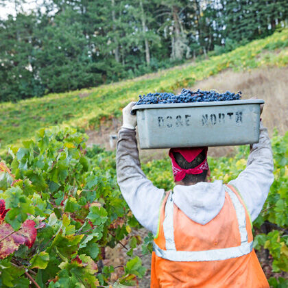 Harvesting Sterling Grapes